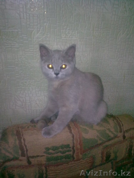 Британская кошечка - Изображение #1, Объявление #158748