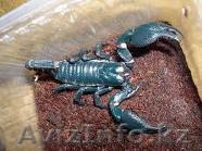 продам императорский скорпион - Изображение #1, Объявление #136876