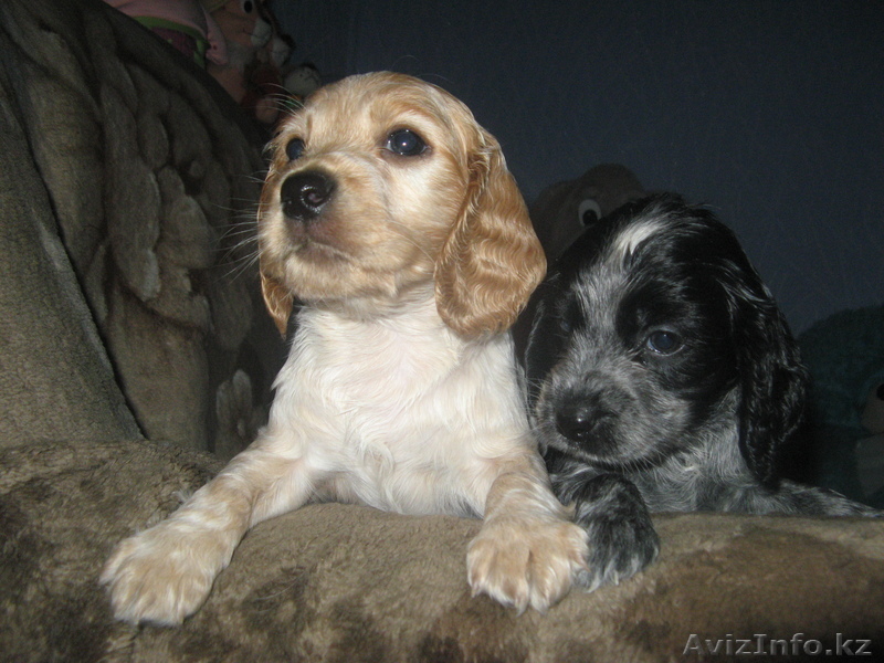 Русская охотничья спаниель - Изображение #1, Объявление #163231