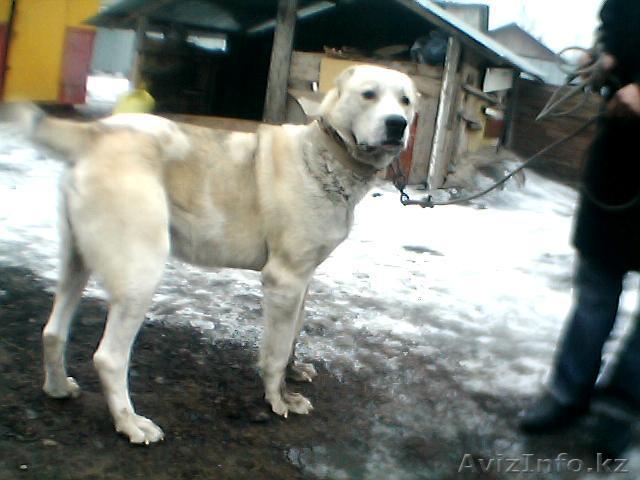 продам тобета кобеля - Изображение #1, Объявление #158491