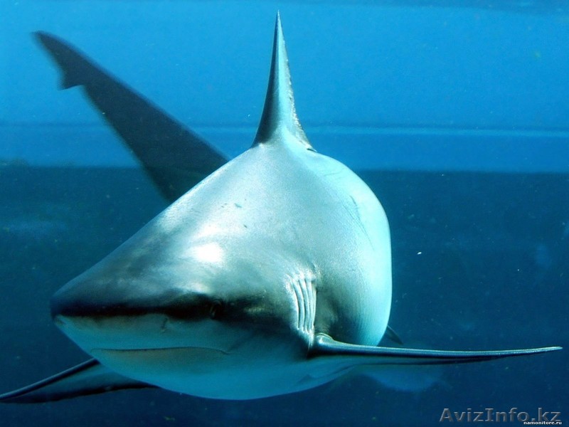 сувенирные фотоальбомы для всех - Изображение #1, Объявление #178040