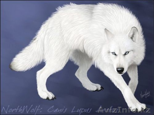 Официант по вызову - Изображение #1, Объявление #174527