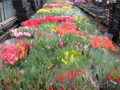 Тюльпаны дешево - Изображение #1, Объявление #166927