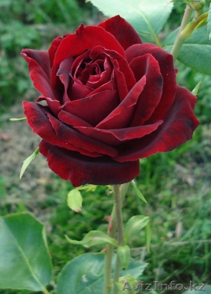 Шикарные розы для любимых - Изображение #1, Объявление #186841