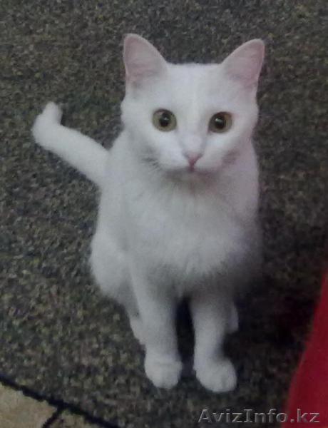 кошку в хорошие руки - Изображение #1, Объявление #206179