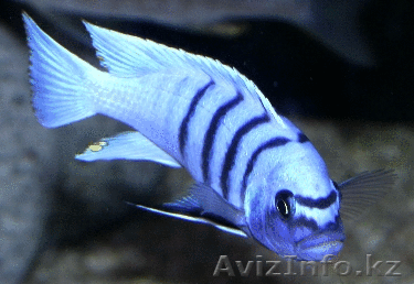 продам аквариумную рыбу - Изображение #1, Объявление #200631