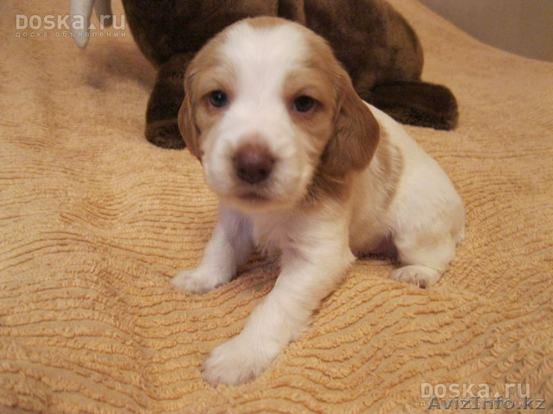 спаниель охотник - Изображение #1, Объявление #195731