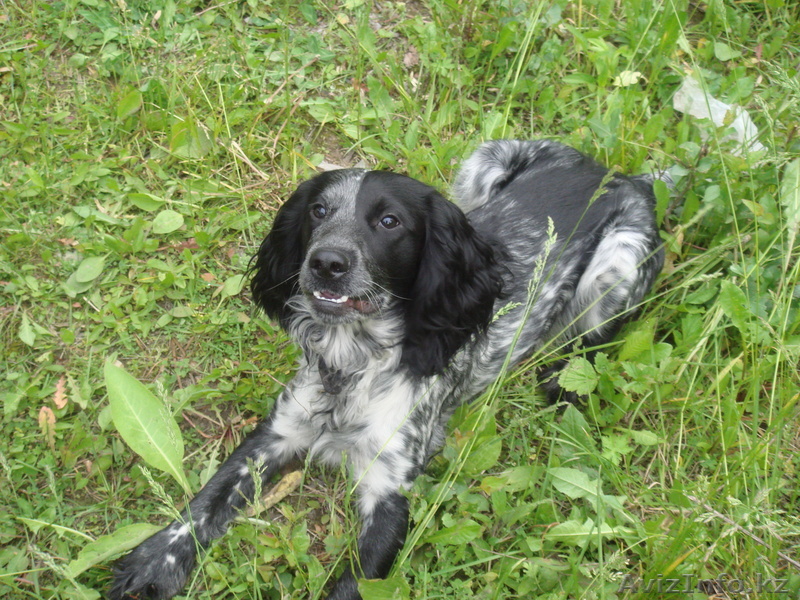 Ищу подругу, русский спаниель - Изображение #1, Объявление #212440