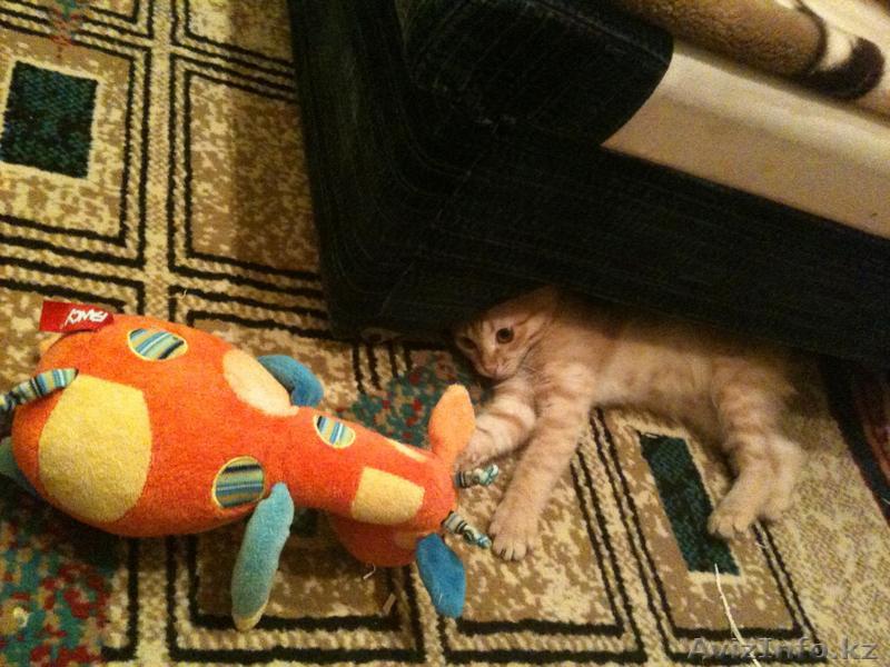 Гостиница для кошек - Изображение #1, Объявление #191557