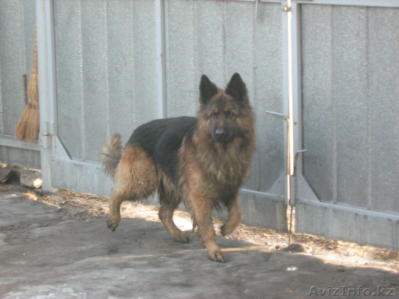 Очень преданный пес - Изображение #1, Объявление #212536