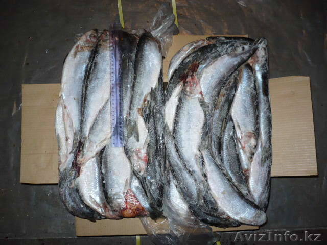 сельдь с/м т/о 27+, короб - Изображение #1, Объявление #185713