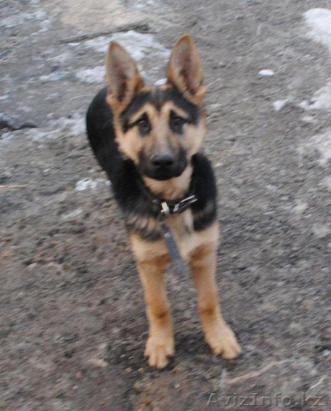 Пропал щенок немецкой овчарки Алматы - Изображение #1, Объявление #207198