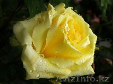 Питомник "Бел Ко" предлагает огромный ассортимент растений. - Изображение #1, Объявление #198467