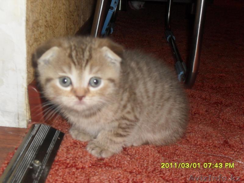 Продам Котят породы Скотишь Фолд,Приученые к Горшку,чистоплотные - Изображение #1, Объявление #185756