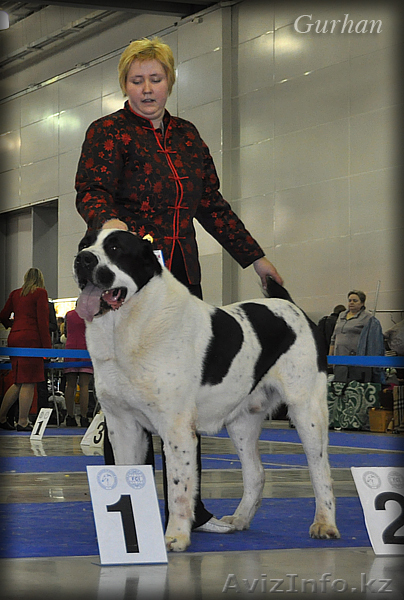 Cреднеазиатской овчарки щенков - Изображение #1, Объявление #218199