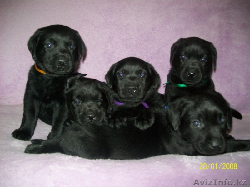 Щенок лабрадора - Изображение #1, Объявление #220801