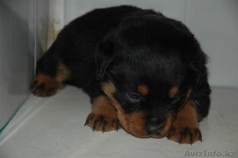 Ротвейлер - Щенки - Изображение #1, Объявление #218657