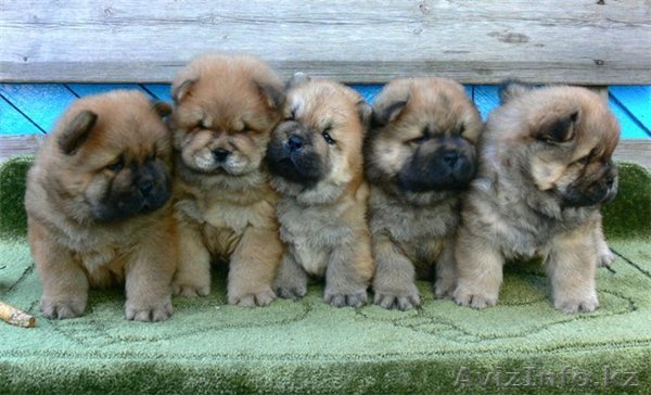 продаются щенки Чау-Чау в Алматы - Изображение #1, Объявление #243560