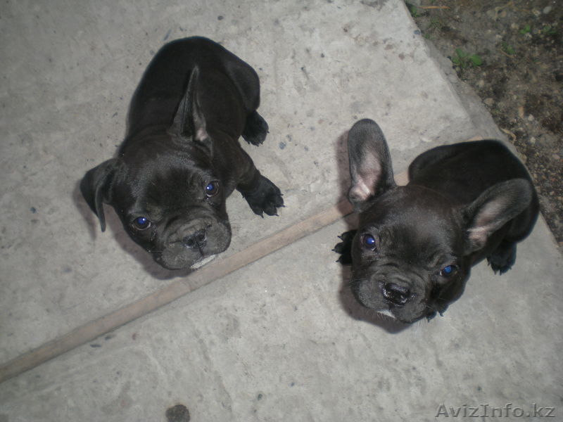 г.Тараз 87262527728, 87754580750 - Изображение #1, Объявление #248434