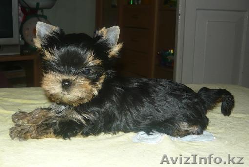 Йоркширского терьера щенки продаются - Изображение #1, Объявление #227705
