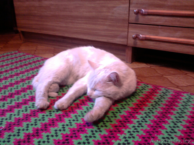 Отдам в добрые руки - Изображение #1, Объявление #247264