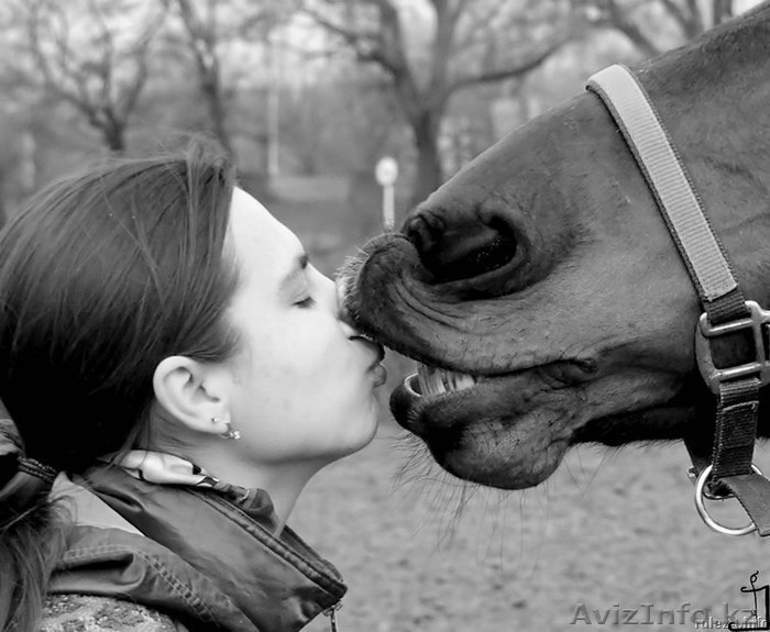 Конный туризм, конные прогулки - Изображение #1, Объявление #234461