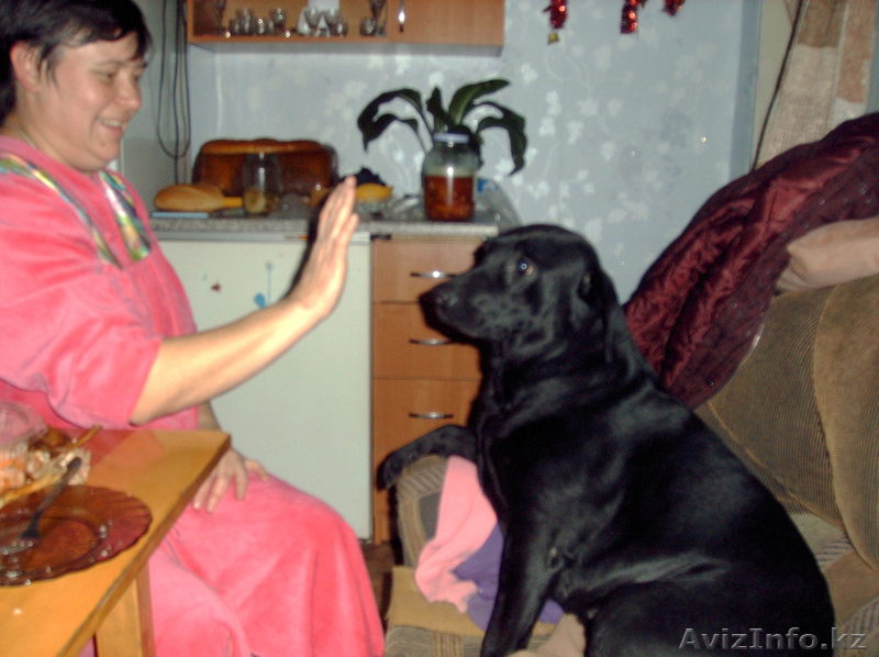 Лабрадор ищет друга - Изображение #1, Объявление #217748