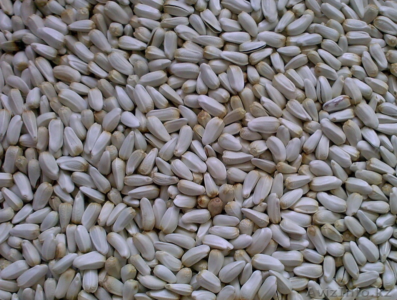 Продам семена сафлора - Изображение #1, Объявление #221079