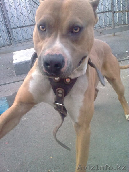 отдам в хорошие руки стаффордширского терьера - Изображение #1, Объявление #243149