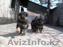 1,5 щенки нмецкой овчарки - Изображение #1, Объявление #229167