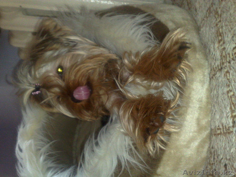 ершиский терьер - Изображение #1, Объявление #248885