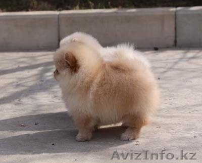 Щенков немецкого карликого шпица - Изображение #1, Объявление #257915