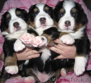 Бернский зенненхунд - Изображение #1, Объявление #254591