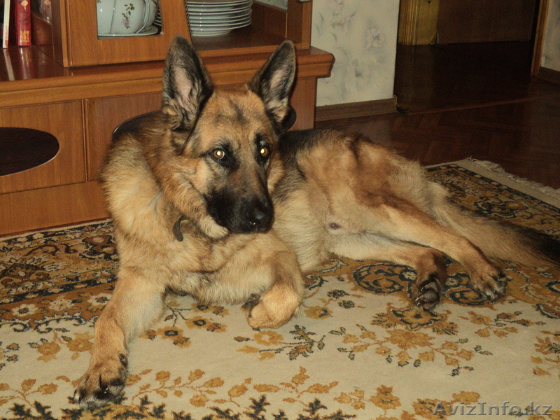 случка !!! КАБЕЛЬ ИЩЕТ СУЧКУ!!!1 - Изображение #1, Объявление #273558