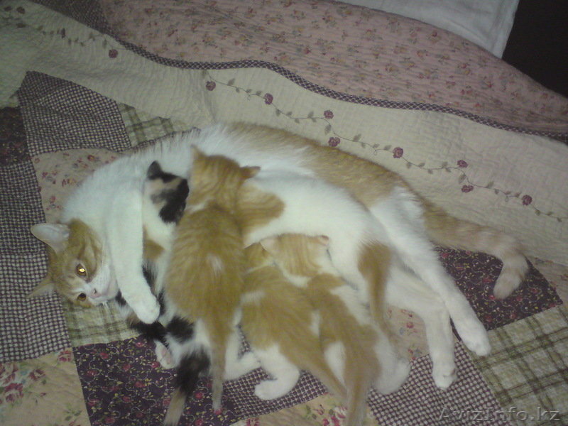 раздам котят бесплатно - Изображение #1, Объявление #272481