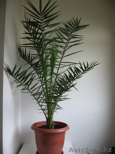 Продам комнатную пальму - Изображение #1, Объявление #250805