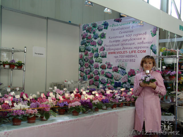 Цветущие фиалки(сенполии),детки,черенки! - Изображение #1, Объявление #271918