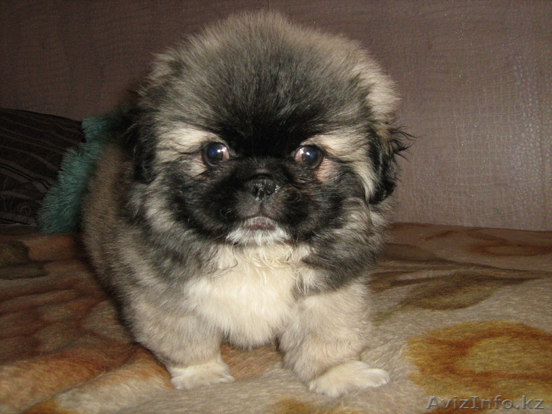 пекинес 3 месяца - Изображение #1, Объявление #251425