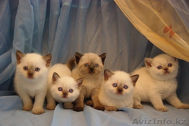 Британская короткошерстная.Импорт из Санкт-Петербурга. - Изображение #1, Объявление #256038