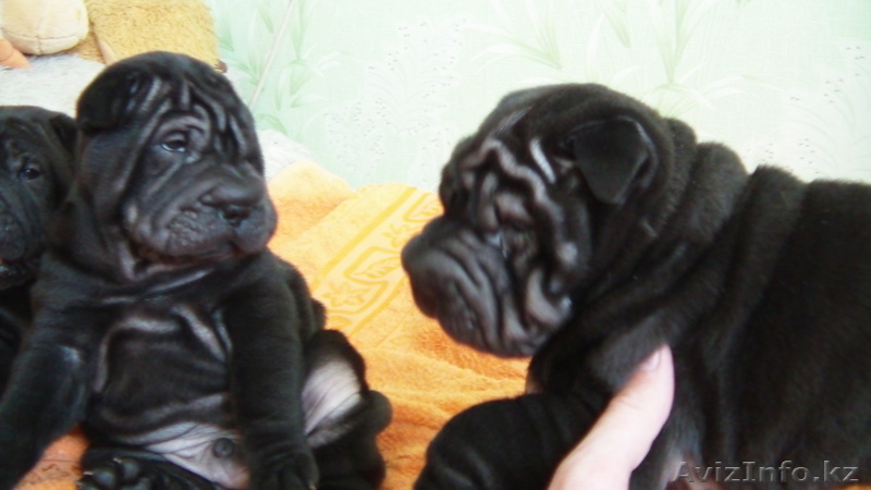 Продается черный щенок шарпея - Изображение #1, Объявление #256291