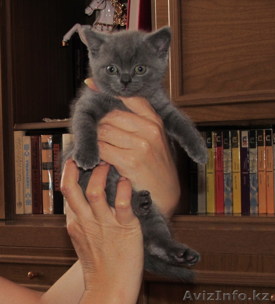 Котята 2,5 мес. - Изображение #1, Объявление #307825