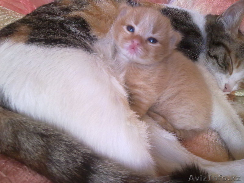 ласковый котенок ищет новую семью - Изображение #1, Объявление #306639