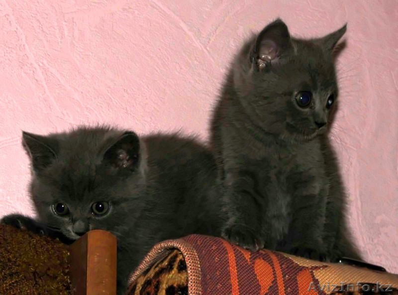 Котята британской короткошерстной - Изображение #1, Объявление #305892