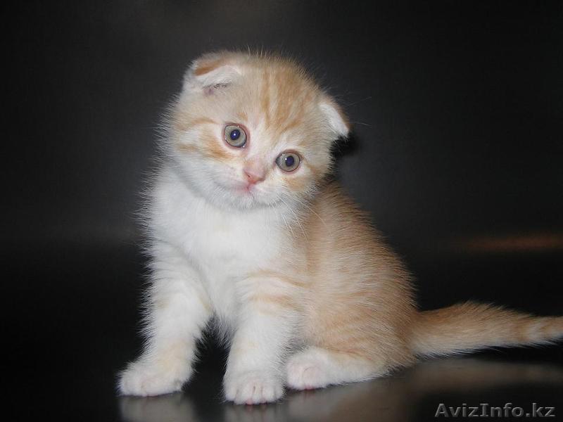 Шотландские котята от привозных ,выставочных родителей. - Изображение #1, Объявление #294960