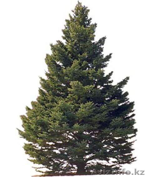 услуги садовника, устройство газона. озеленение - Изображение #1, Объявление #296438