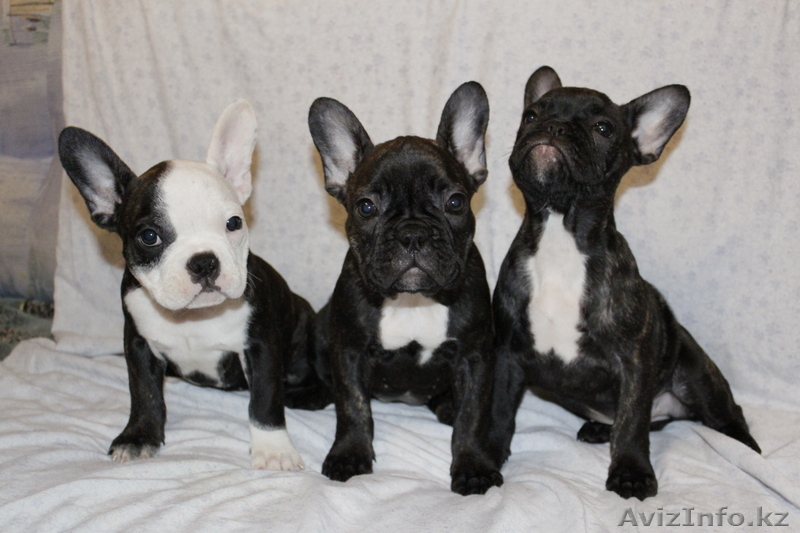 Французики милые щенки - Изображение #1, Объявление #255174