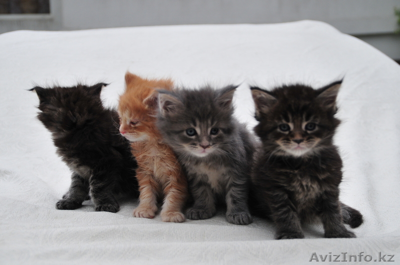 Котята породы Мейн Кун - Изображение #1, Объявление #290828
