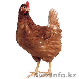 Продам мясо кур (несушек) породы Hy Line  - Изображение #1, Объявление #287360