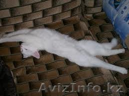 Котик даром в хорошие руки! - Изображение #1, Объявление #305658