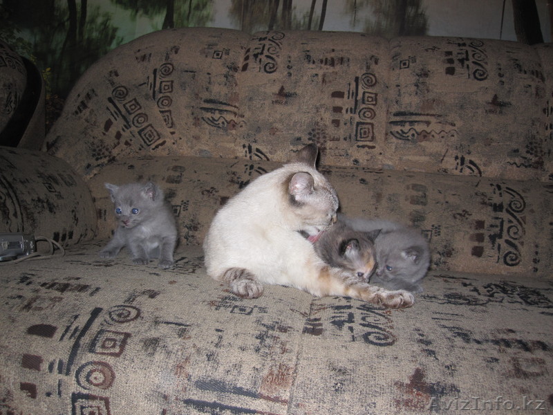 Отдам котят в заботливые руки - Изображение #1, Объявление #281257